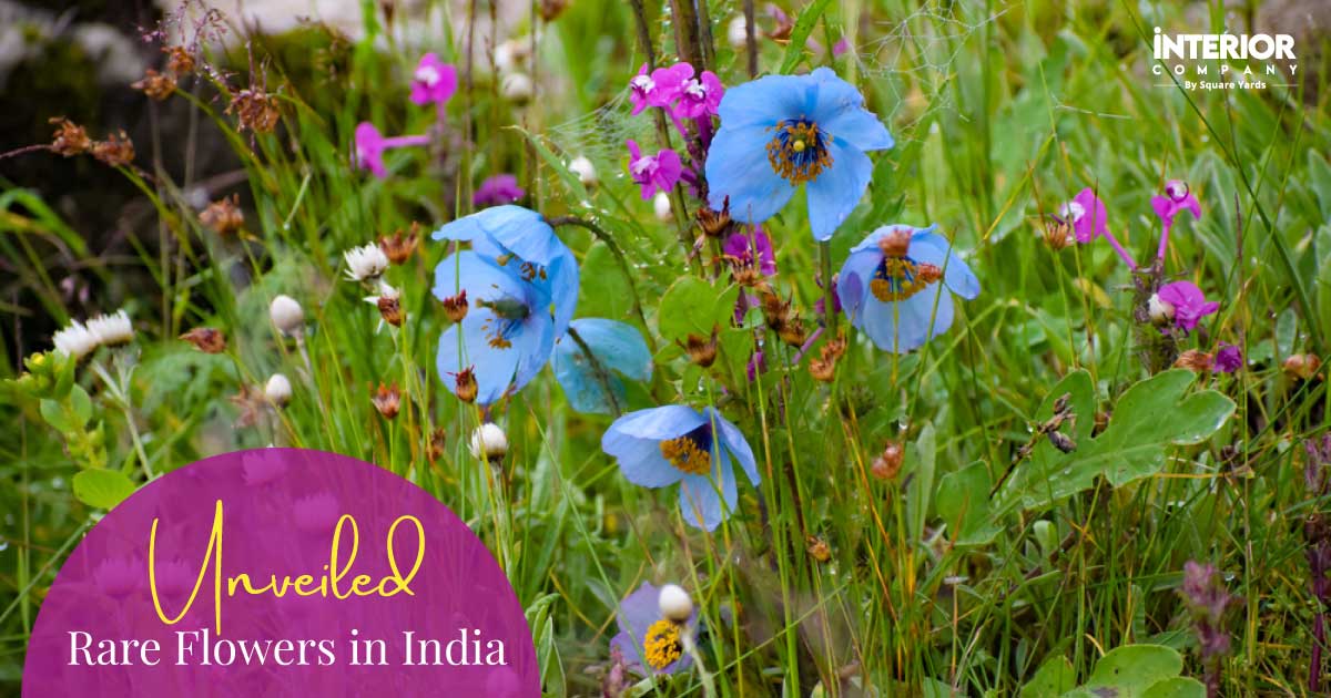 Most Rare Flowers in India You Have Probably Never Seen