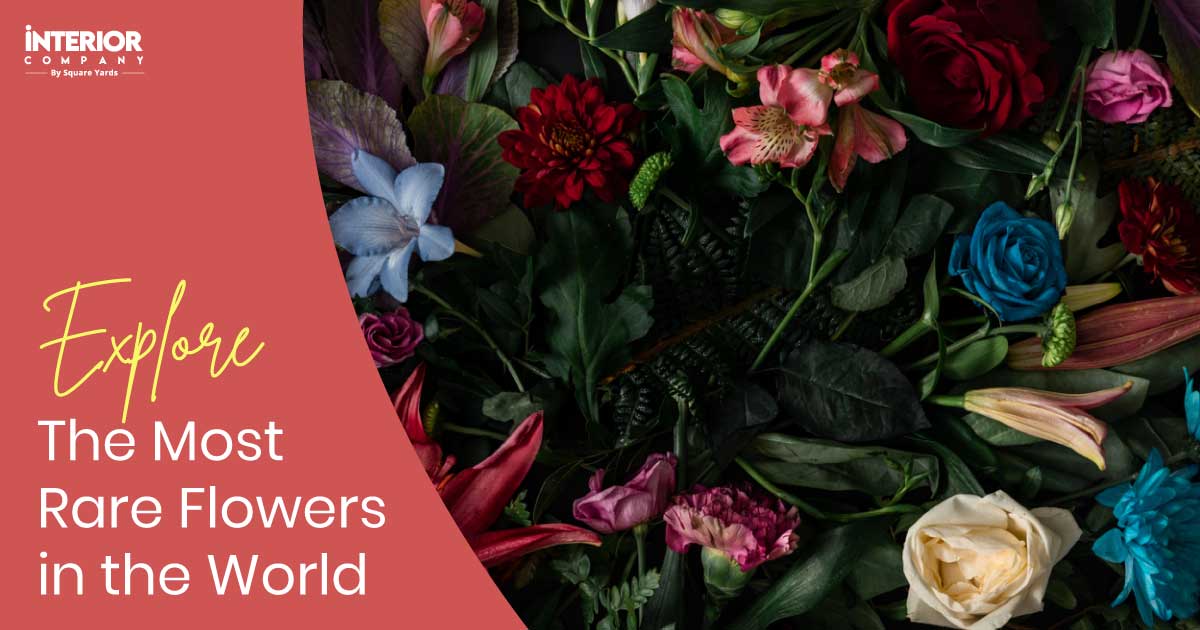 22 Rare Flowers in the World That Are Beautiful Too!
