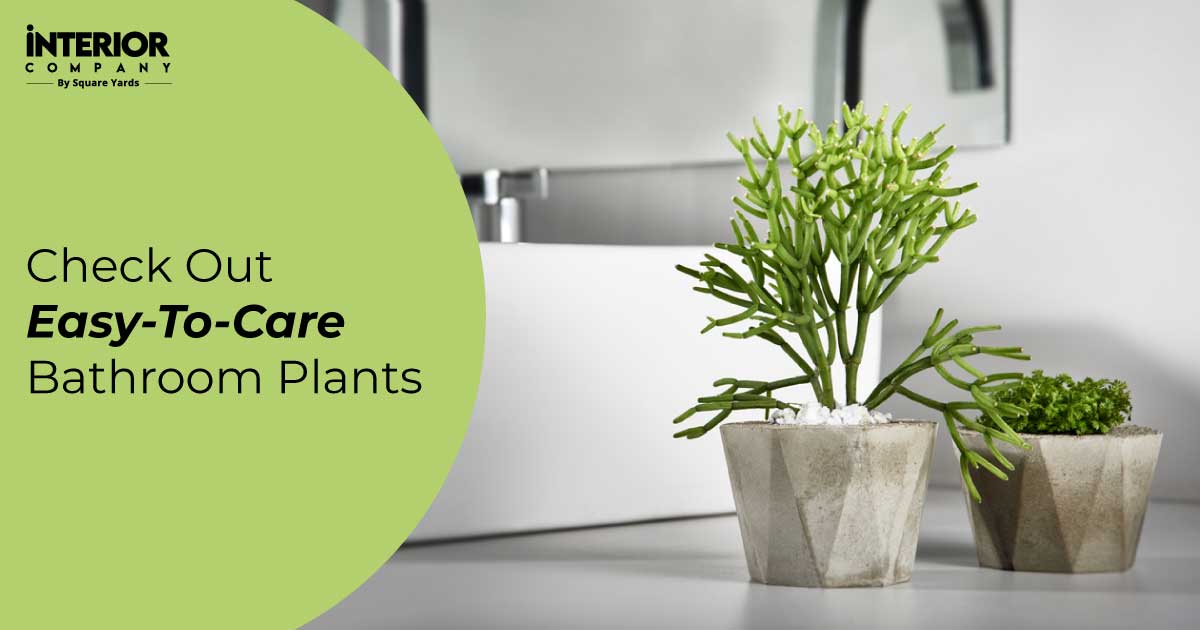 Top 11 Bathroom Plants That Thrive in Low Light