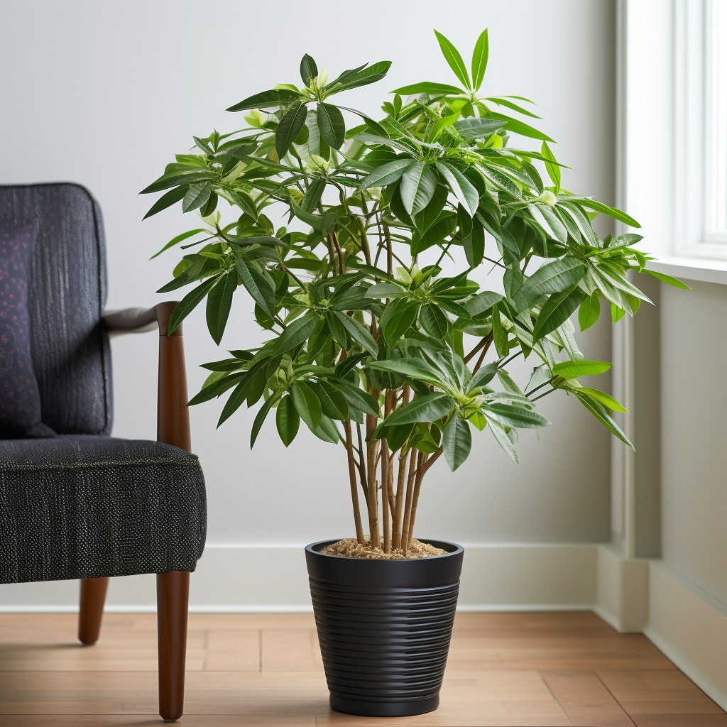Schefflera - Plant For Living Room