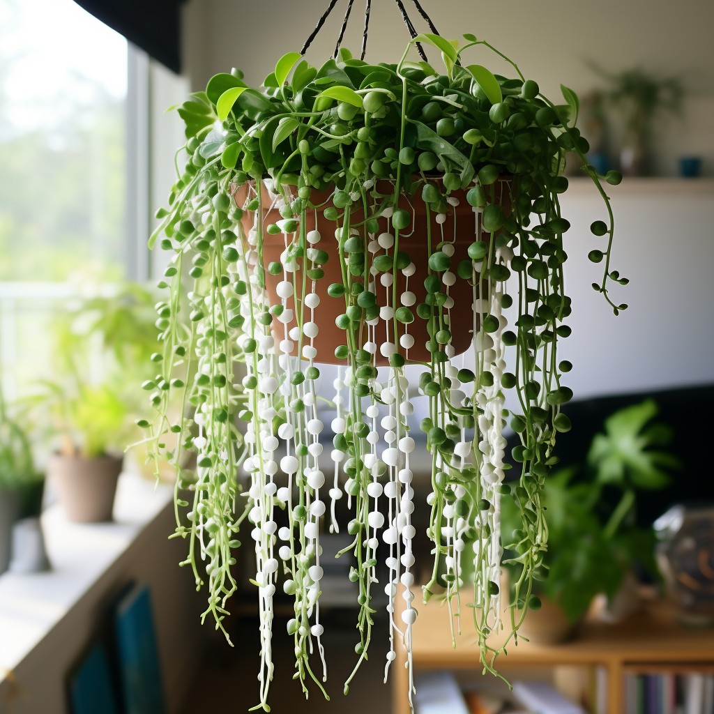 String of Pearls- Plants for Inside Home