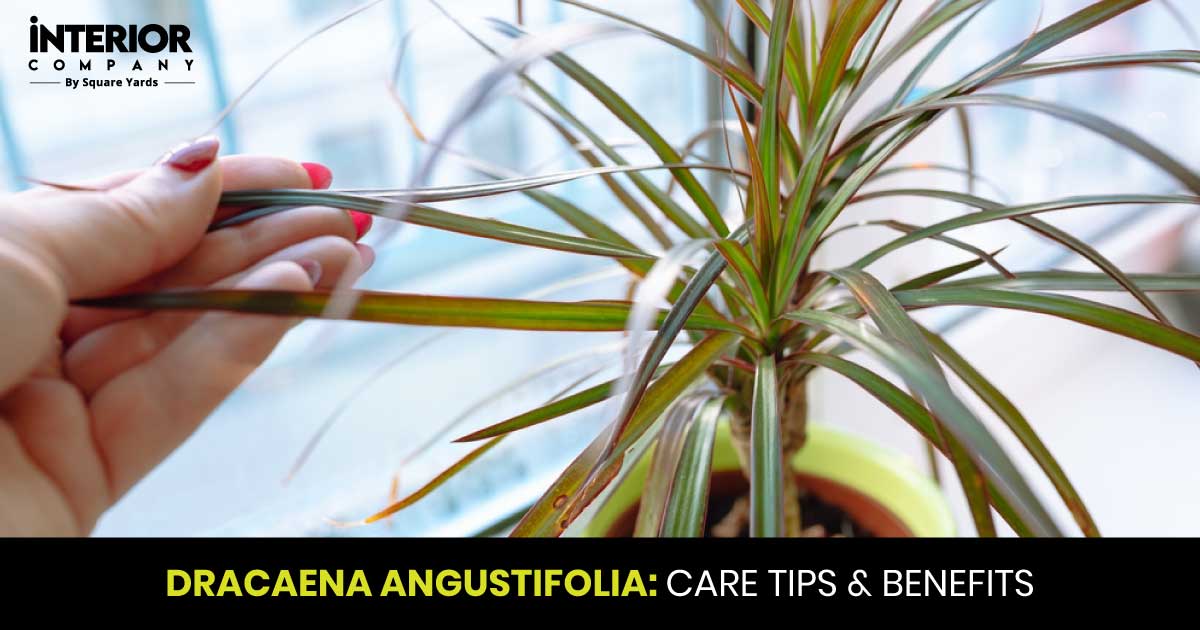 Dracaena Angustifolia: Care, Interesting Facts And Advantages of This Plant