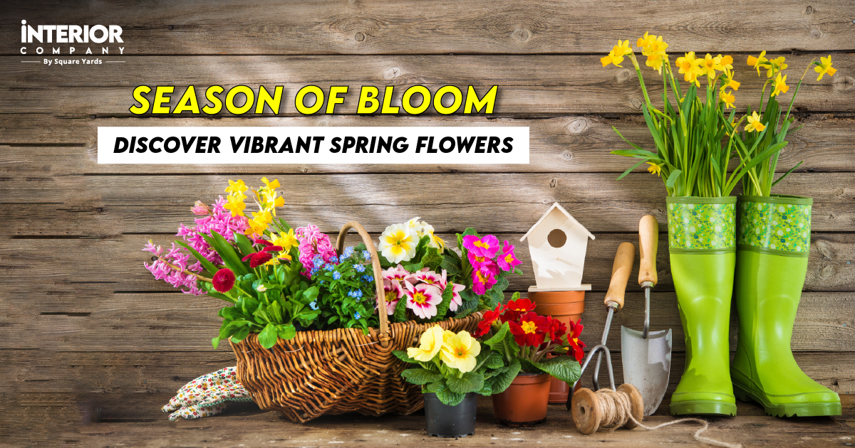 Blossoms of Renewal: Embrace the Beauty of Spring Flowers in a Symphony of Colours and Fragrances