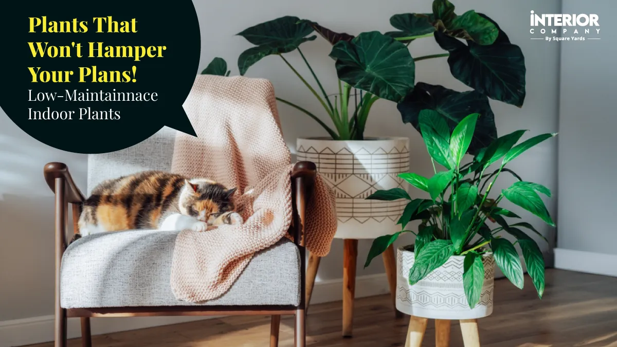 27 Low Maintenance Indoor Plants for House That Are Easy to Take Care Of