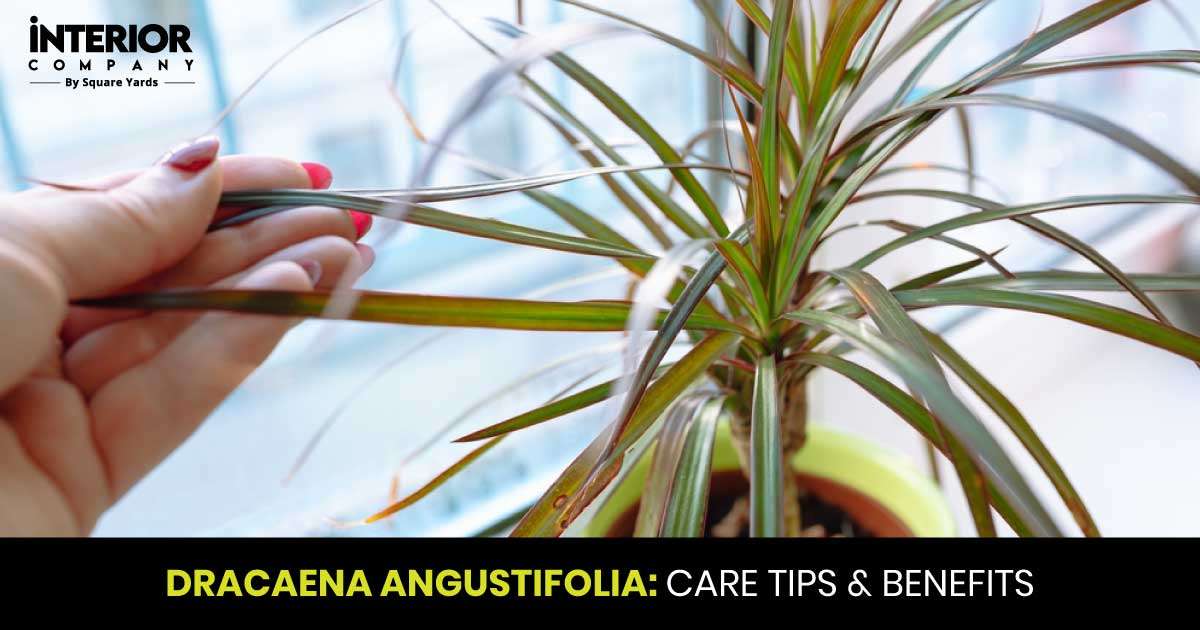 Dracaena Angustifolia