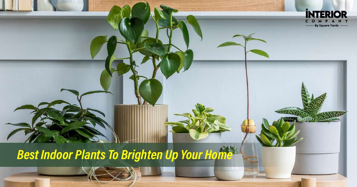 Indoor Houseplants