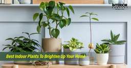 20 Best Indoor Plants That Bring Life to Your Home