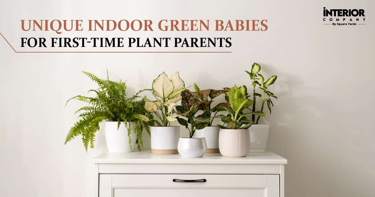 Interior Plants for Home