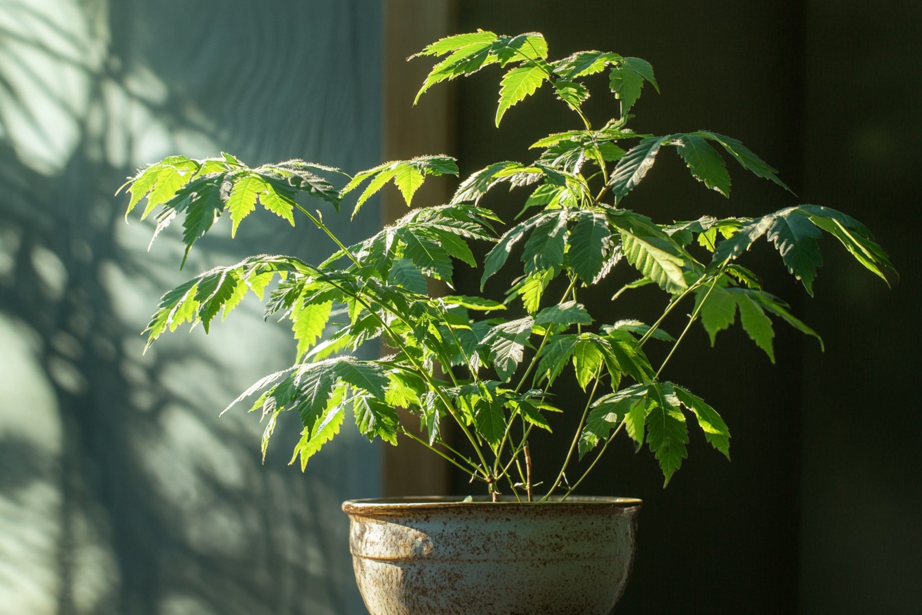 Neem- Vastu Plant