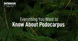 Podocarpus Macrophyllus Yew Pine : Learn How to Care Podocarpus Yew Pine Trees
