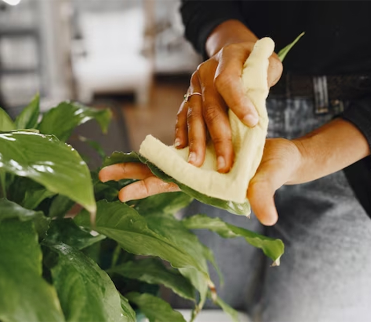 Pruning and Maintenance- Monstera Plant Care