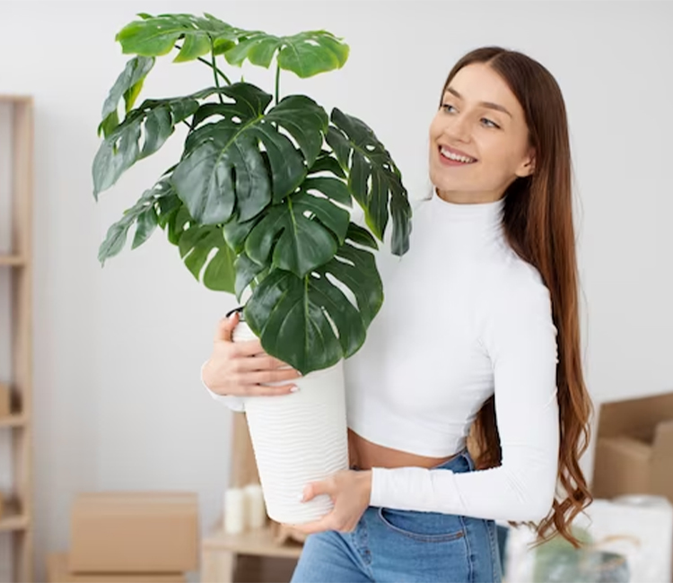 the-origin-and-characteristics-of-monstera-plant