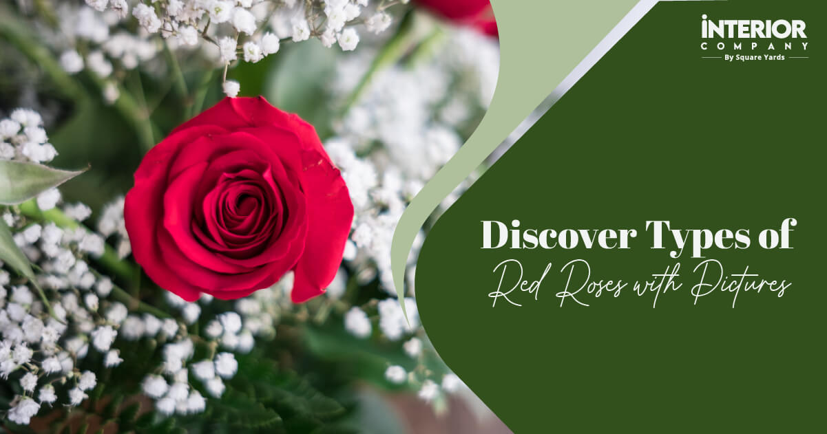 23 Different Types of Red Roses with Pictures You Must Know