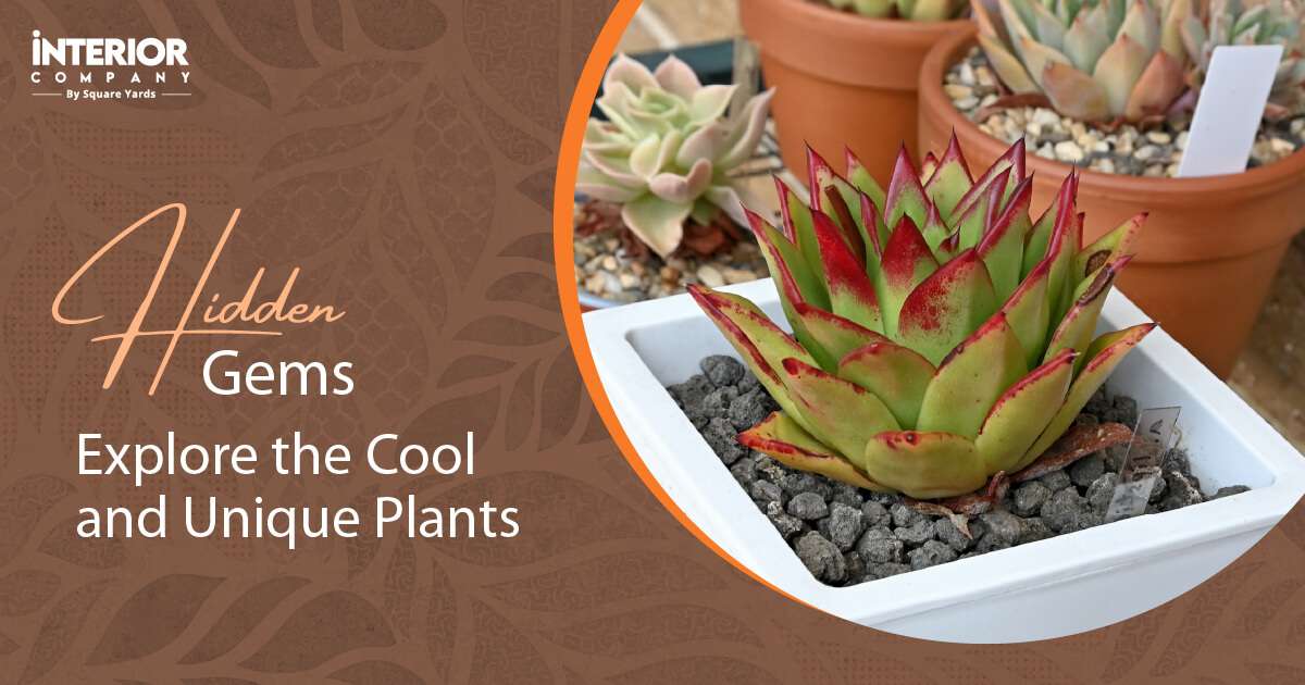 Unique Plants