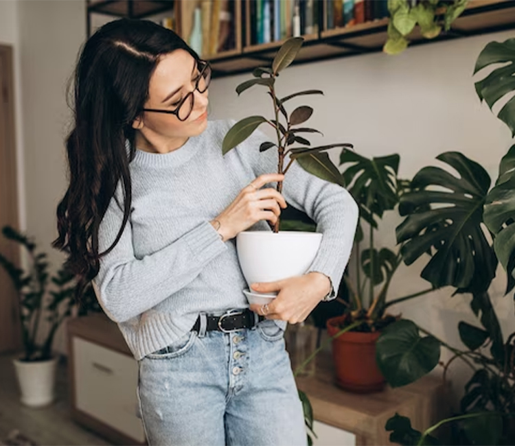 Varieties of Swiss Cheese Plant Monstera