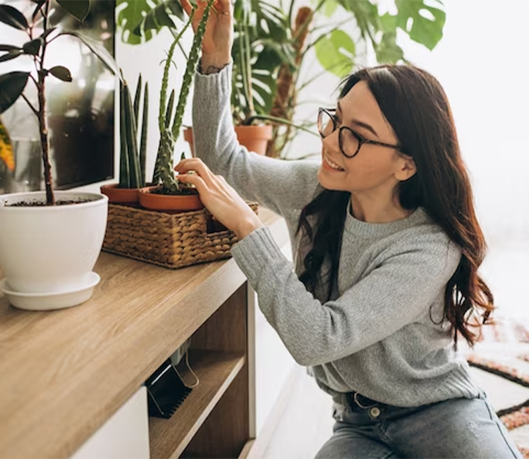 Watering and Feeding Your Monstera Indoor Plant