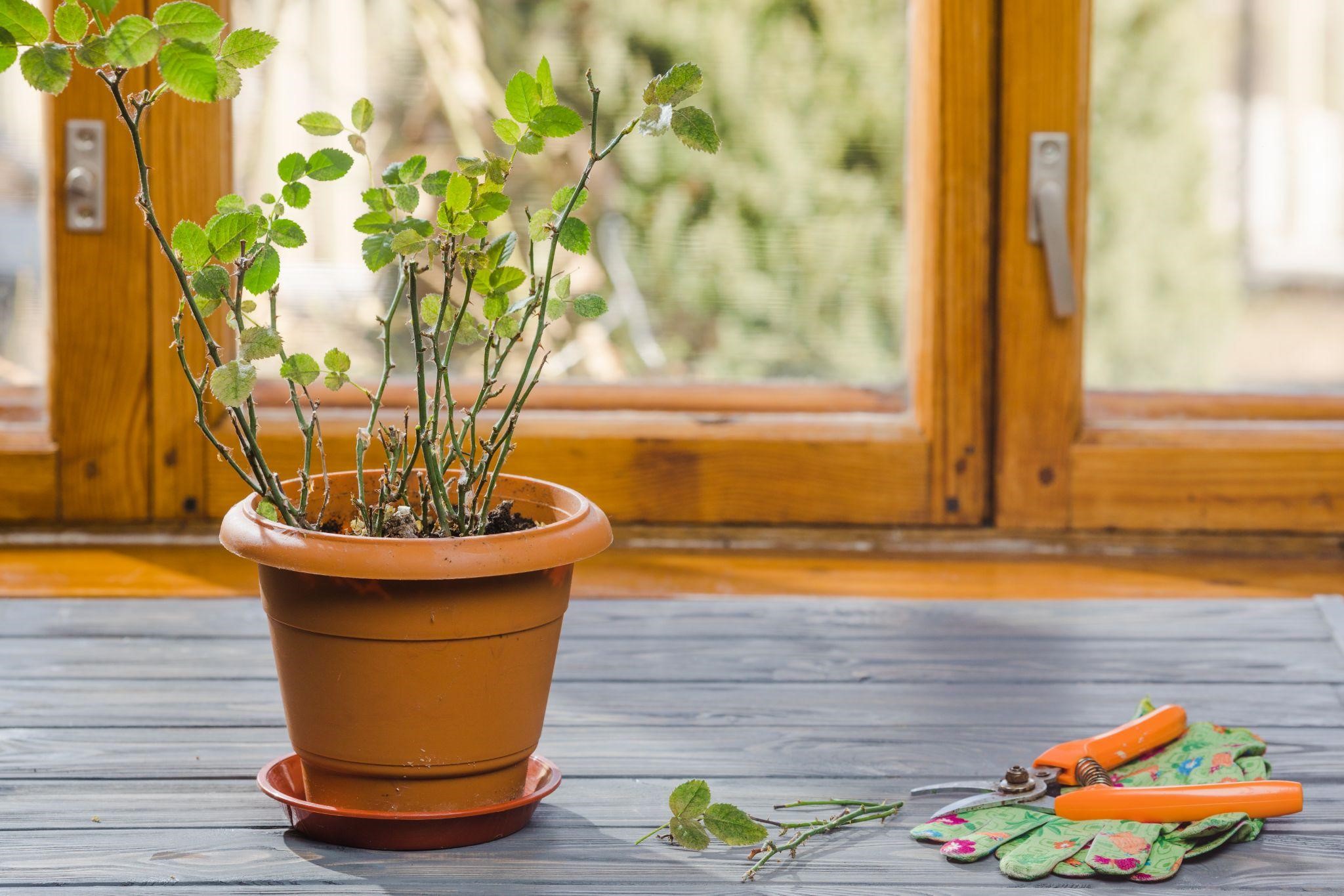 Holy Basil (Tulsi)- Indian Technique to Protect Yourself from the Evil Eye